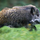 Illustration for article titled Rising numbers of radioactive wild boars plague German forests